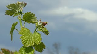 Nuova vita tra i filari