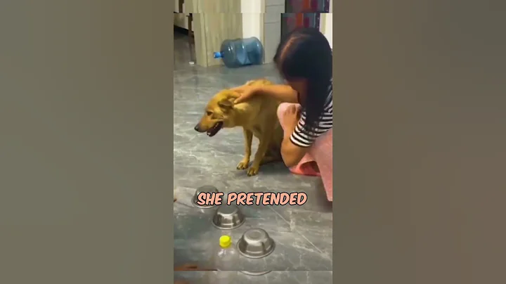 This dog is smart and humorous 🐶 - DayDayNews