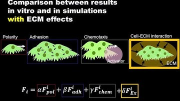 cell-ECM interactions: simulation
