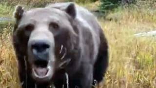 Chilling BEAR ATTACK with Audio from Attack!!! (MATURE AUDIENCES ONLY)!!