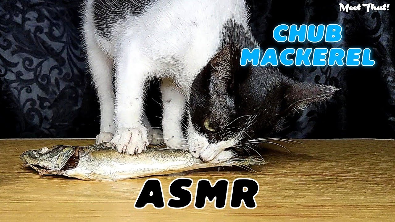 CAT vs WHOLE CHUB MACKEREL FISH MUKBANG ASMR nyah! 🐟🐱