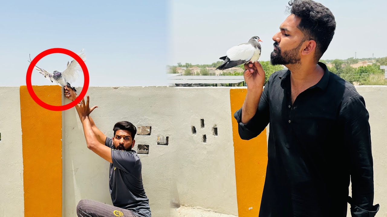 Hand tamed kabutar khareed kar lay aye or Bazzi wala Aseel kabootar nikal gya 😳😳