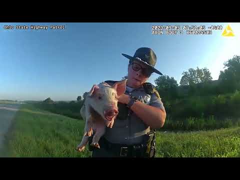 Ohio troopers rescue piglet from side of road in Ross County