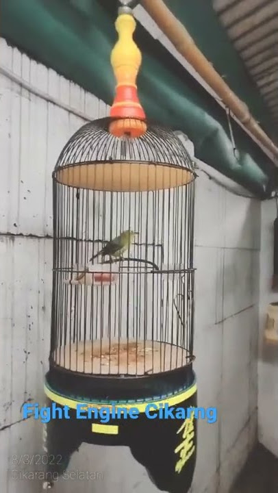 pleci bren ciblek panjang by navigator