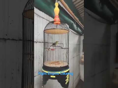 Pleci Nembak Bren Ciblek#shorts