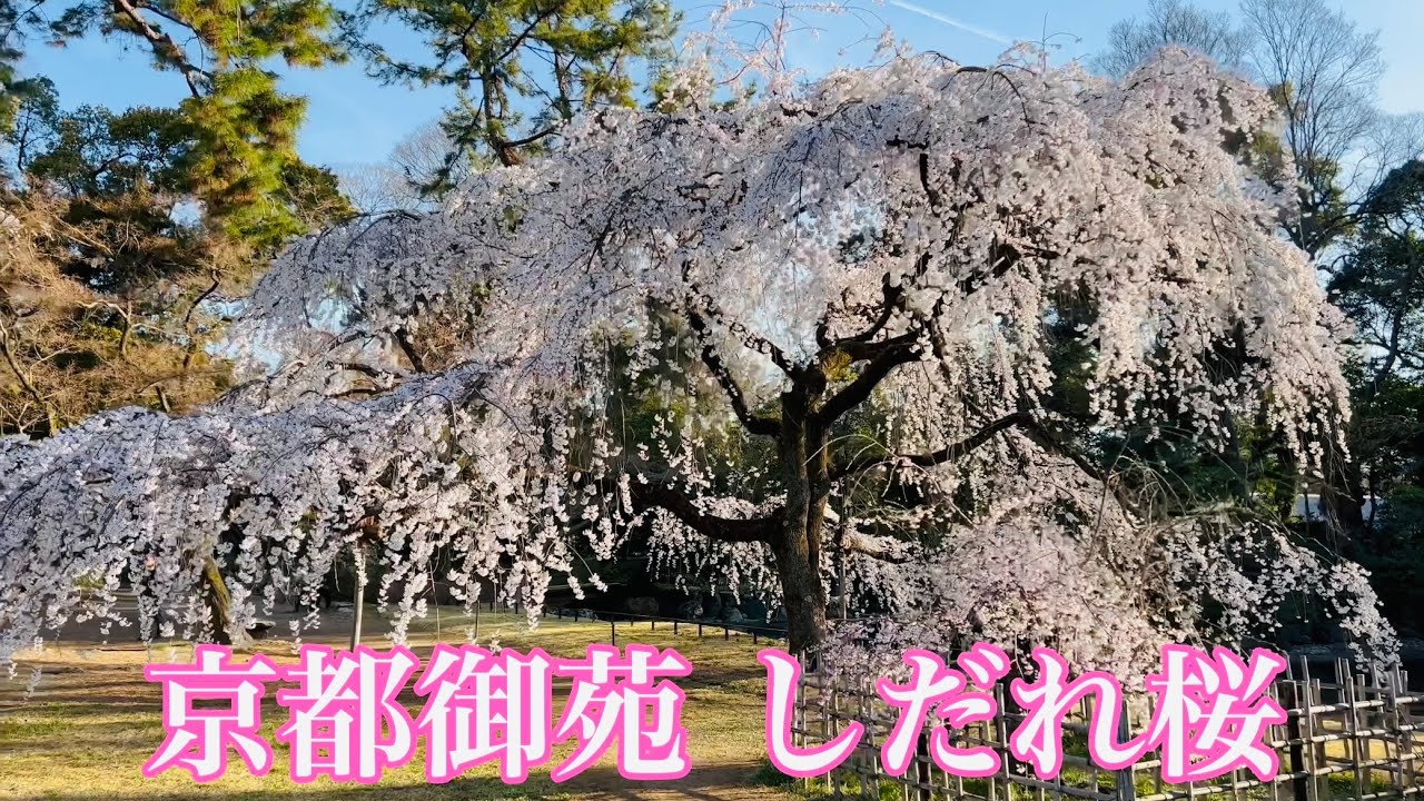 2023/03/20【京都の桜満開🌸】 京都御苑のしだれ桜🌸を散策 Kyoto