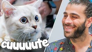 Sevi̇mli̇ Kedi̇ İsyan Etti̇ (Çizgi Film Gibi Bir Suratı Var 😍)