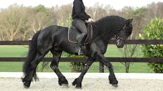 Floris is a beautiful baroque friesian stallion with very long mane
and tail, real eye-catcher. he has 3 good gates. easy safe to r...