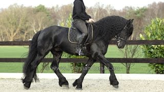 Friesian dressage horse Floris