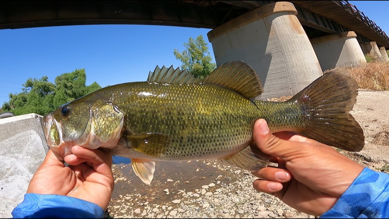 This River Is LOADED With Big BASS (Wading)(River Fishing)