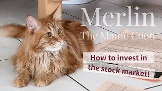 Merlin the Maine Coon and Mina - HOW TO INVEST IN THE STOCK MARKET! by Merlin the Maine Coon 1,302 views 5 years ago 2 minutes, 33 seconds