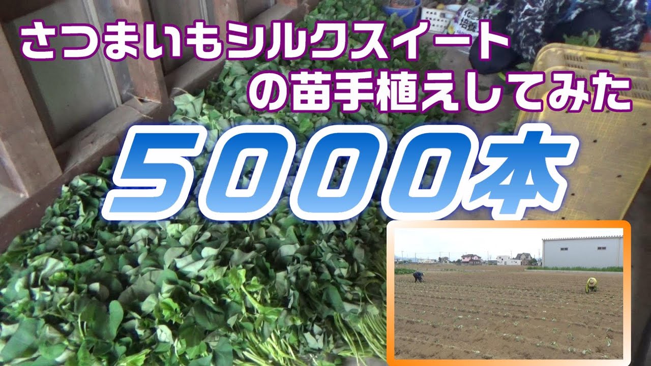 さつまいも苗　200本　5種組み合わせ自由 待望☆】 さつまいも苗 200本 5種組み合わせ自由 （サツマイモ苗
