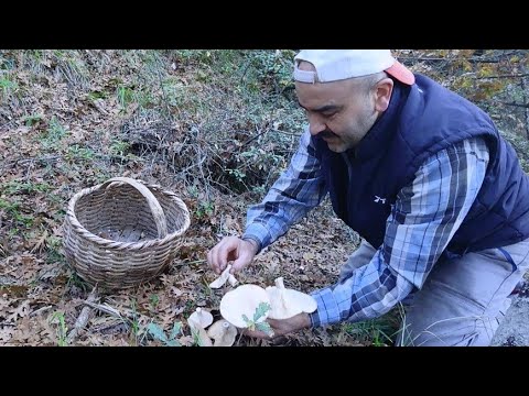 Video: Mantarlı Krucheniki