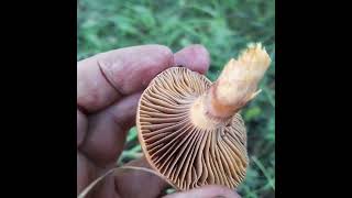Мокруха сосновая-малоизвестный съедобный гриб.