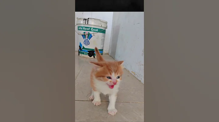 Video 10038761: persian cat sound, cute cat sounds