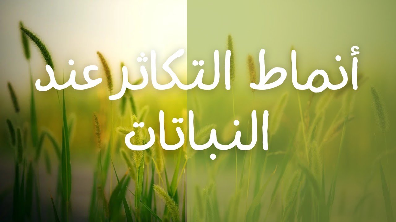 # دروس_العلوم_الطبيعية_للتعليم_المتوسط/#السنةالثانية_للتعليم_المتوسط/أنماط التكاثر عند النباتات