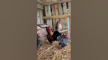 Bantam chickens