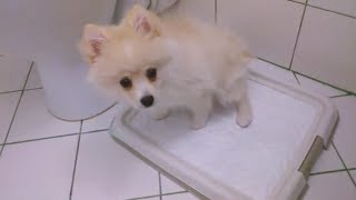 Как быстро приучить щенка ходить в туалет / Шпиц Молли / Мои ЗооНяшки
