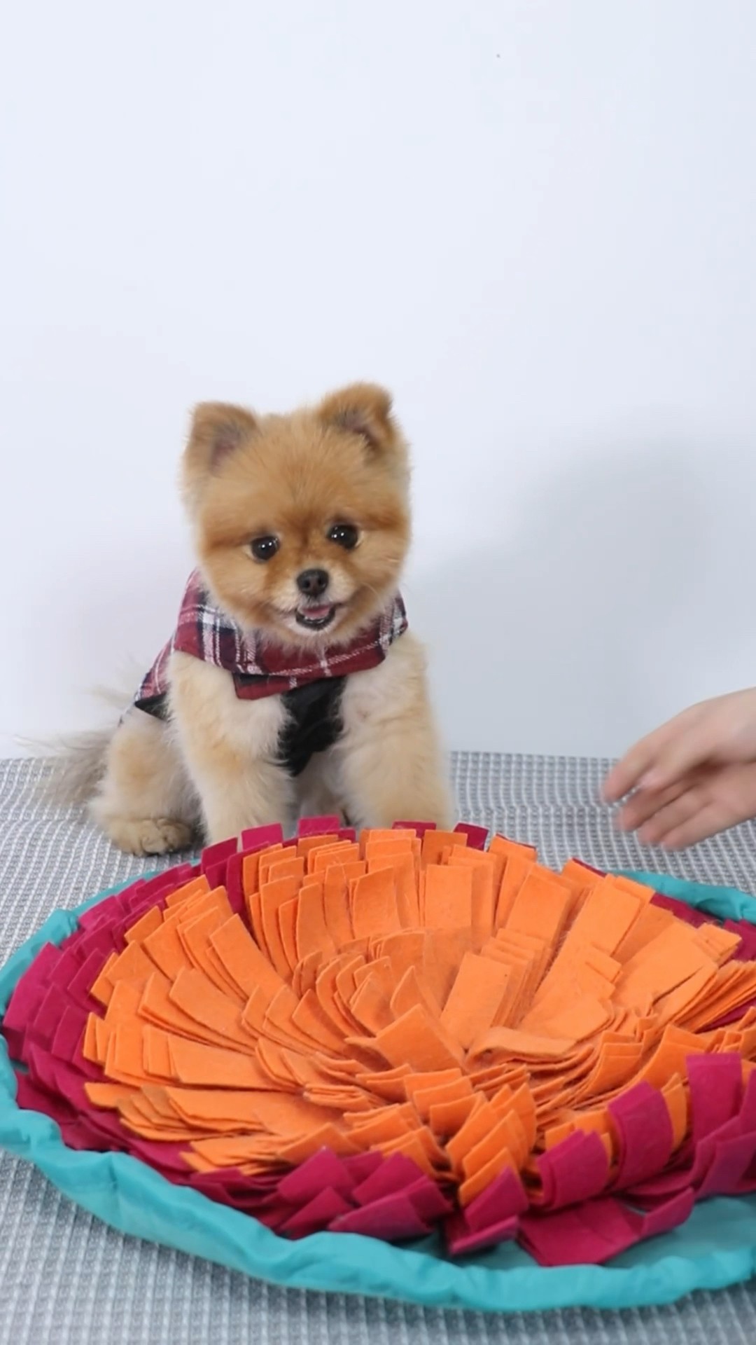 When you have a dog with food aggression???? #dog #pet #funny #cococutiepom