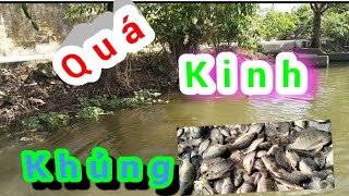 Quá Kinh Khủng 8Fet Rô Phi Nổi Như Phao Giữa Sông Lh 0362921480