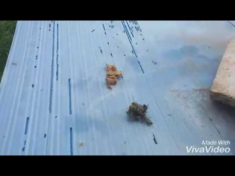 Video: Pčele Napadaju I Ubijaju