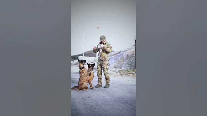 The Best Canine Pro Hub - 2 Dogs = Double Fun