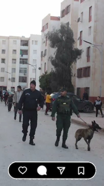 قامت شرطة سيدي بلعباس بعملية شرطة مشتركة رفقة مصالح #الدرك_الوطني ببلدية #تلموني ..