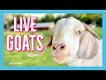 LIVE: Goat Sanctuary 💛