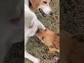 #animals #goldenretriever #funny #cow #puppy #dog