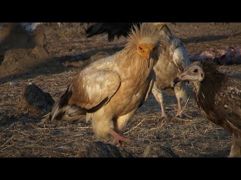 Alimoche común - Neophron percnopterus - Egyptian Vulture