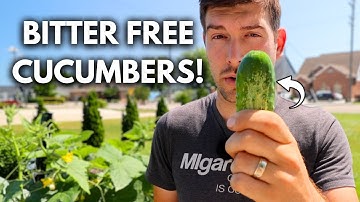 5 Reasons Your Cucumbers are BITTER And How to Fix It