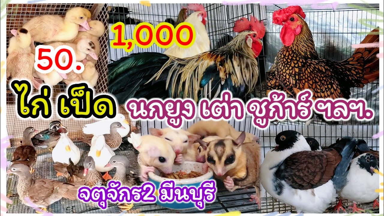 อัปเดตราคาไก่ เป็ด นกยูง พิราบ เต่า ชูก้าร์  สุนัข ฯลฯ จตุจักร มีนบุรี ร้านอันดามัน