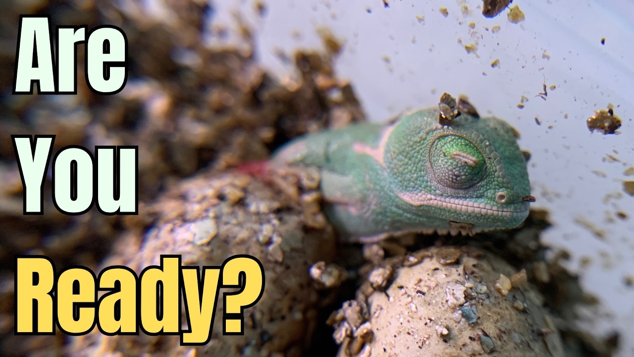 Chameleon Eggs Hatching Soon? What You Need Before They Do.