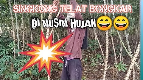 SINGKONG CELENG/GARUDA telat bongkar😄