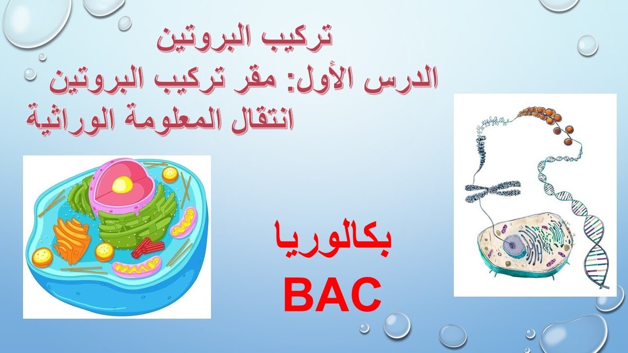 درس1: وحدة تركيب البروتين الجزء الأول : مقر تركيب البروتين وانتقال المعلومةالوراثية/BAC2026