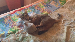 Кошка дерется с крысой игрушечной Кошка дерется с крысой игрушечной