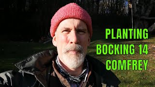 Planting 'Bocking 14' Comfrey