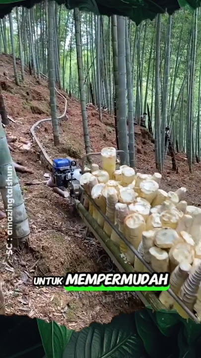 Chinese Farmer's Bamboo Shoot Garden #garden #bamboo #bamboo #harvest