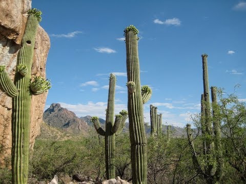 Video: Quanto vive un cactus saguaro?