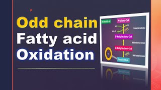 Oxidation of odd chain fatty acids: Lipid metabolism