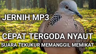 SUARA PANGGIL PANCINGAN MEMIKAT TEKUKUR GACOR MP3 