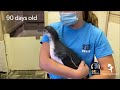 Wild Milestone: Watch Humboldt Penguin Cindy Grow Up!