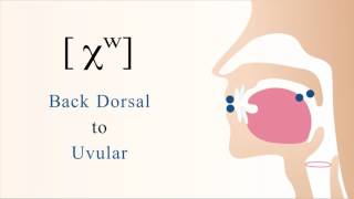 [ χʷ ] (long-x) unvoiced labialized dorsal uvular non sibilant fricative