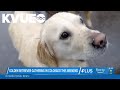 Annual golden retriever gathering returning to Colorado