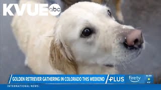 Annual golden retriever gathering returning to Colorado