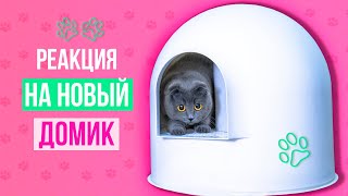 Новый ДОМИК для КОШКИ с ТУАЛЕТОМ внутри ! Реакция КОШКИ и СОБАЧКИ