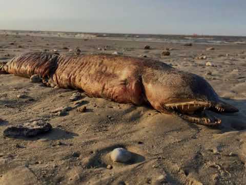 Mysterious fangtooth snake-eel found on Texas beach in Harvey's aftermath