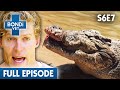 Enormous Croc with Battle Wounds needs Treatment 🐊| Bondi Vet Season 6 Ep7 | Bondi Vet Full Episodes