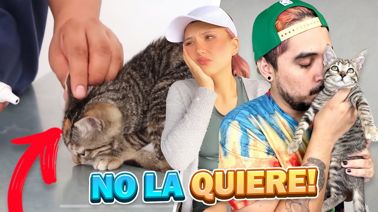 RESCATAMOS UNA GATITA A PUNTO DE MORIR EN LA TORMENTA