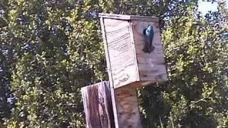 Tree Swallows defending a nestbox
